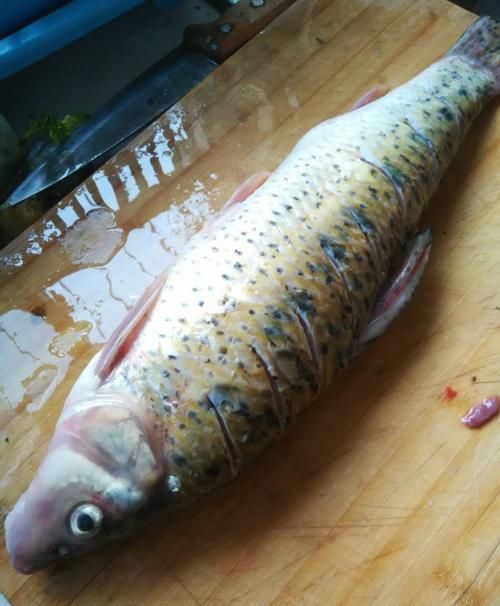 世界上一共有多少种生物,在水里的