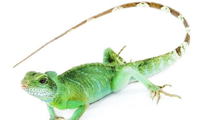 动物为什么长尾巴