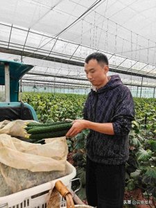 ​走基层·看一线丨大理州弥渡县大荒地村：蔬菜大棚里的幸福生活