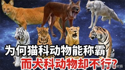 ​为什么犬科动物打不赢猫科动物？原来是有原因的