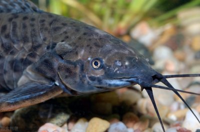 ​入侵40年的埃及塘鲺，繁殖力变态，珠江、长江失守，黄河也遭殃？