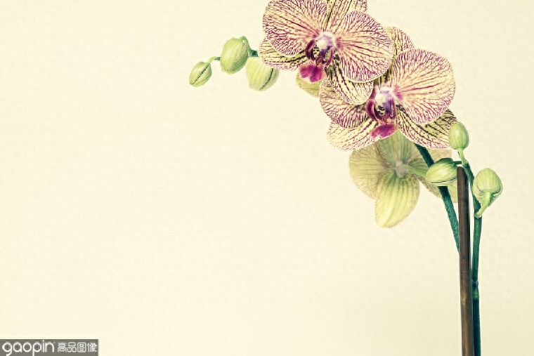 一组全是花的壁纸,一花一世界,遇见花开遇见你