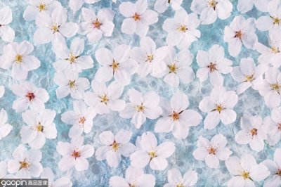 ​一组全是花的壁纸，一花一世界，遇见花开遇见你