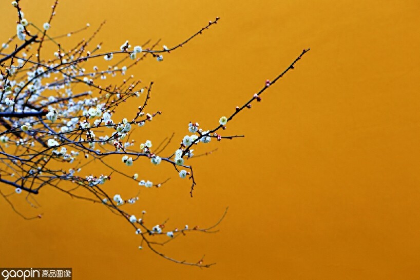 一组全是花的壁纸,一花一世界,遇见花开遇见你