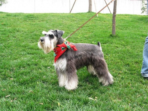 雪纳瑞和泰迪哪个好养(雪纳瑞属于什么档次的狗)