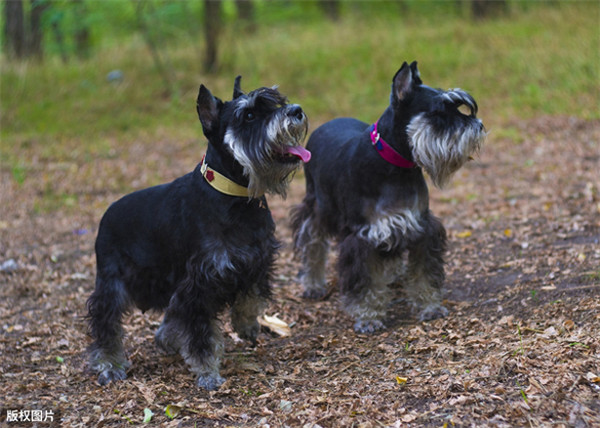雪纳瑞和泰迪哪个好养(雪纳瑞属于什么档次的狗)