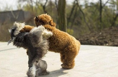 ​雪纳瑞和泰迪哪个好养(雪纳瑞属于什么档次的狗)