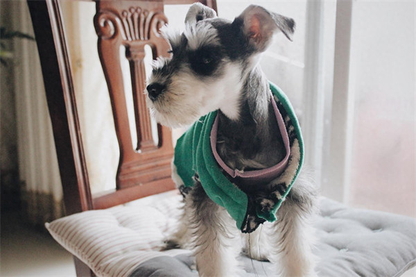 雪纳瑞和泰迪哪个好养(雪纳瑞属于什么档次的狗)