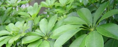 ​鹅掌藤冬天能冻死吗