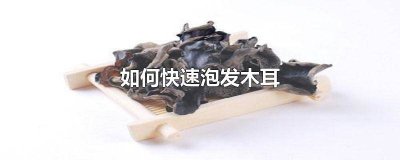 ​发木耳怎么发 木耳怎么发好