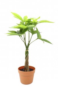 ​绿植是什么意思