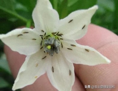 ​馃尡澶氭潃闇夌礌VS涔欏熀澶氭潃鑿岀礌锛佹姉鎬у铏粓鏋佸厠鏄?/p>