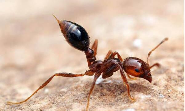 红火蚁有毒吗(被蛰了之后严重的会有生命危险)(1)_