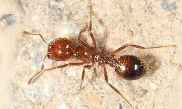 红火蚁有毒吗(被蛰了之后严重的会有生命危险)(2)_