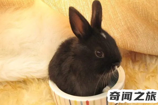 哥伦比亚侏儒兔(上个世纪的90年代就已经宣告过灭绝)(4)_