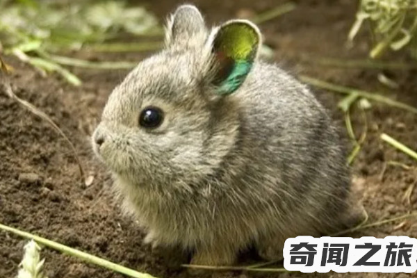 哥伦比亚侏儒兔(上个世纪的90年代就已经宣告过灭绝)(2)_