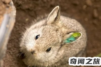 ​哥伦比亚侏儒兔（上个世纪的90年代就已经宣告过灭绝）