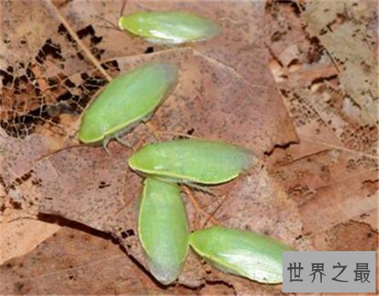 伪死人头蟑螂被当宠物饲养，面部背部长似一张人脸