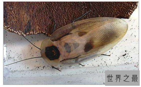 伪死人头蟑螂被当宠物饲养，面部背部长似一张人脸