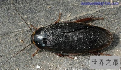 ​伪死人头蟑螂被当宠物饲养，面部背部长似一张人脸