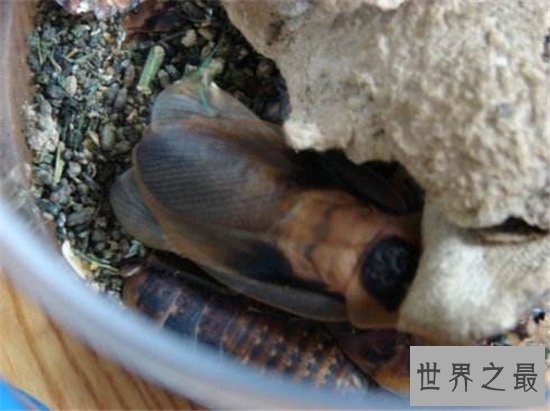 伪死人头蟑螂被当宠物饲养，面部背部长似一张人脸