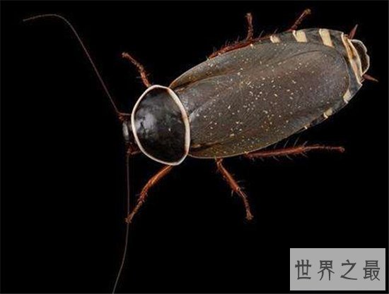 伪死人头蟑螂被当宠物饲养，面部背部长似一张人脸