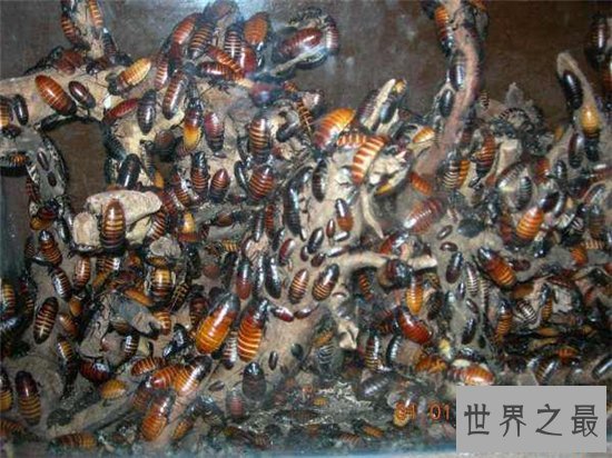 伪死人头蟑螂被当宠物饲养，面部背部长似一张人脸