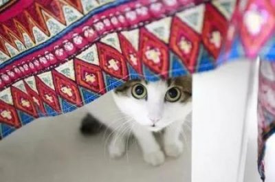 ​蝴蝶狗简介，蝴蝶狗幼犬