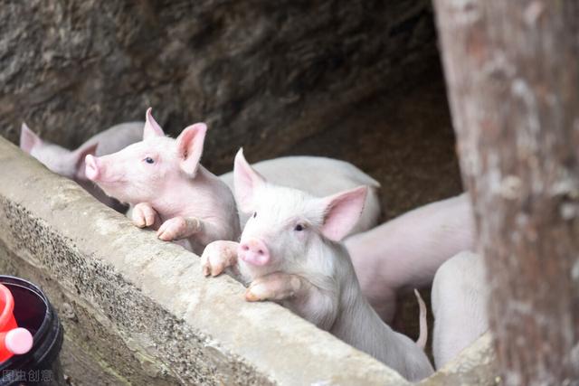 猪丹毒症状和解决方法(猪丹毒的主要症状与治疗方法)(3)