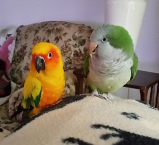 ​关于想养鹦鹉的几条经验忠告