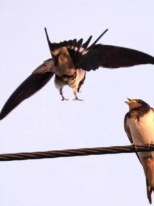 ​什么的燕子(什么的燕子从什么的水面上掠过)