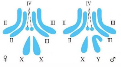 ​果蝇染色体组型图(果蝇染色体是xy还是zw)
