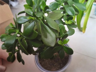 ​玉树的种植技巧