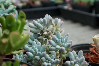 ​多肉植物夏天要怎么浇水