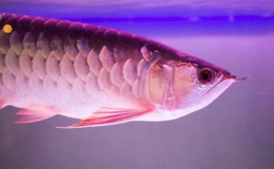 ​不同的观赏鱼有不同的意义 家养观赏鱼的饲养方法