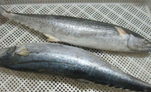 涨袋的食品能吃,买来成品鲅鱼胀袋可以吃吗图1