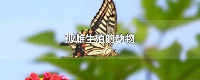 ​巨蜥单性繁殖 巨蜥的生殖方式