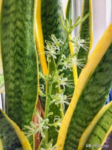 ​为什么说虎皮兰开花不是好兆头？虎皮兰开花寓意着什么？