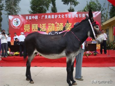 ​我国主要驴品种介绍（四）广灵驴