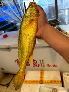 ​野生大黄鱼是黄花鱼吗及正宗野生大黄鱼多少一斤的讲解