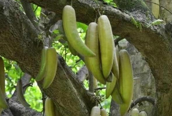 哈密瓜长在树上还是地上,哈密瓜长在地上还是树上的呀?图4