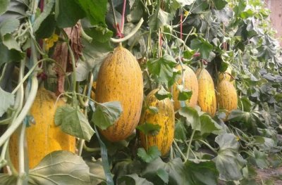 ​哈密瓜长在树上还是地上，哈密瓜长在地上还是树上的呀？