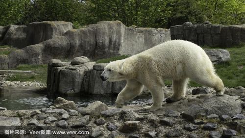 白色北极熊的缰绳怎么获得(白色北极熊的缰绳掉率)-第1张图片-