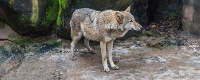 ​狼的性格 会摇尾巴的狼看出狼的性格是什么