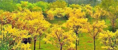 ​彩叶树种～金叶复叶槭