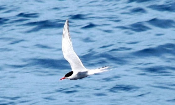 世界上飞行最远的鸟，连北极熊都怕，新世界纪录诞生，绕地球两圈