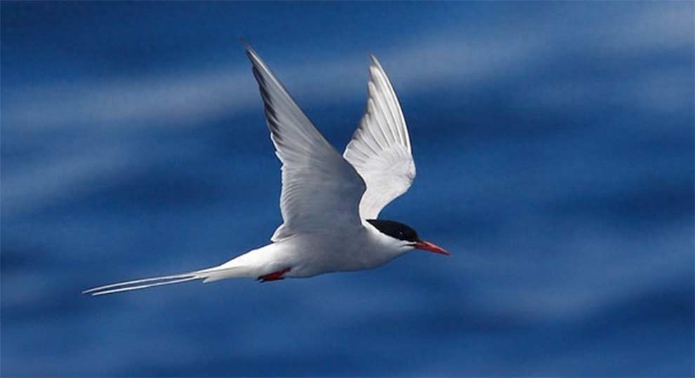 世界上飞行最远的鸟，连北极熊都怕，新世界纪录诞生，绕地球两圈