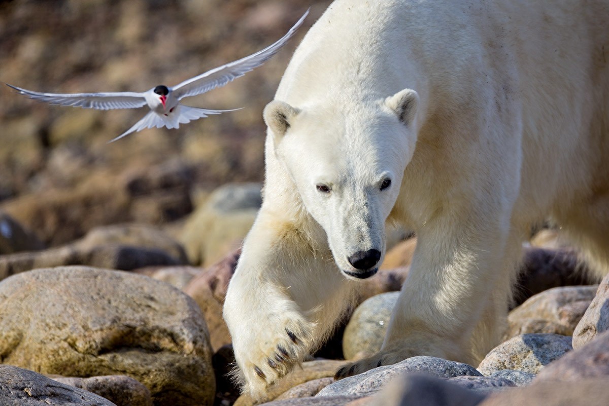 世界上飞行最远的鸟，连北极熊都怕，新世界纪录诞生，绕地球两圈