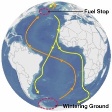 世界上飞行最远的鸟，连北极熊都怕，新世界纪录诞生，绕地球两圈