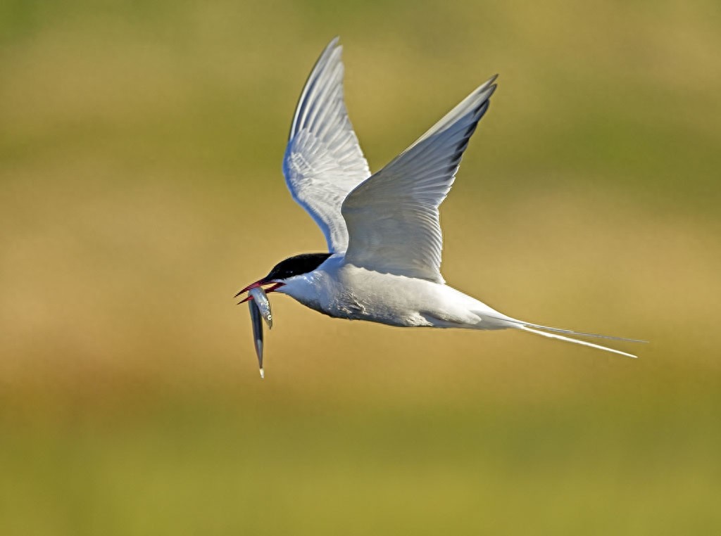 世界上飞行最远的鸟，连北极熊都怕，新世界纪录诞生，绕地球两圈